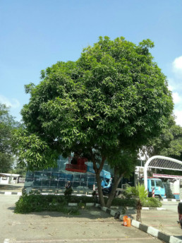 Tree trimming at a parking lot in Malaysia.