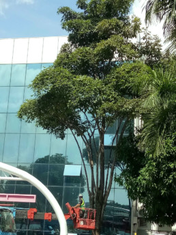 Tree trimming at an office building in Malaysia.