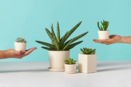 The 10 absolute must have indoor plants to purify air in your home and office