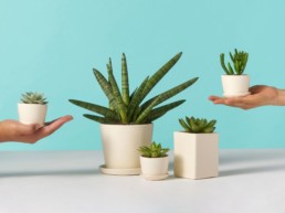 The 10 absolute must have indoor plants to purify air in your home and office